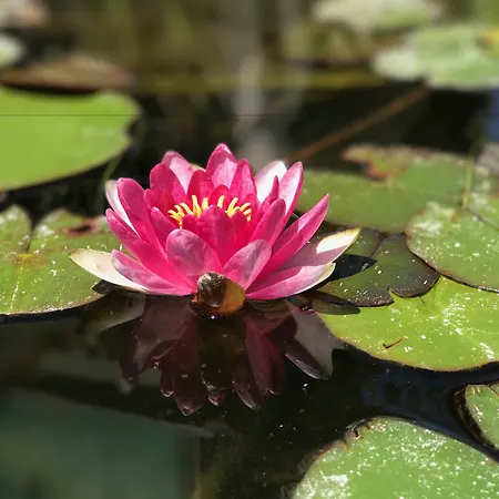 Aparthotel Patrizia Roma